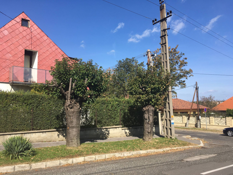 Fakivágás ésszerűen