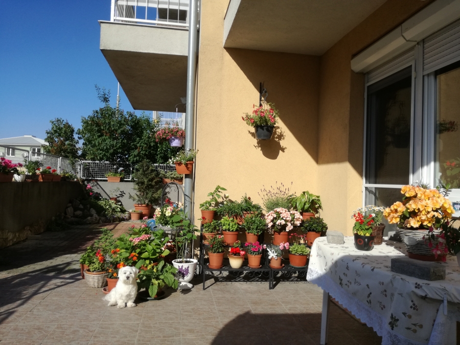 Köszönjük hobbikertészeinknek az inspirációkat