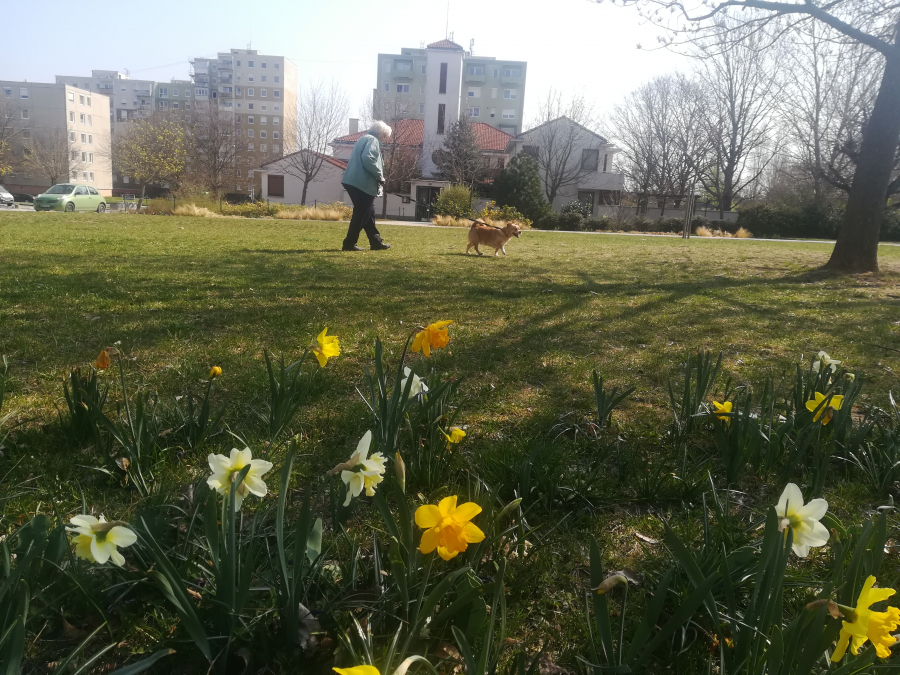 Tudományos alapokon a városi parkgondozás