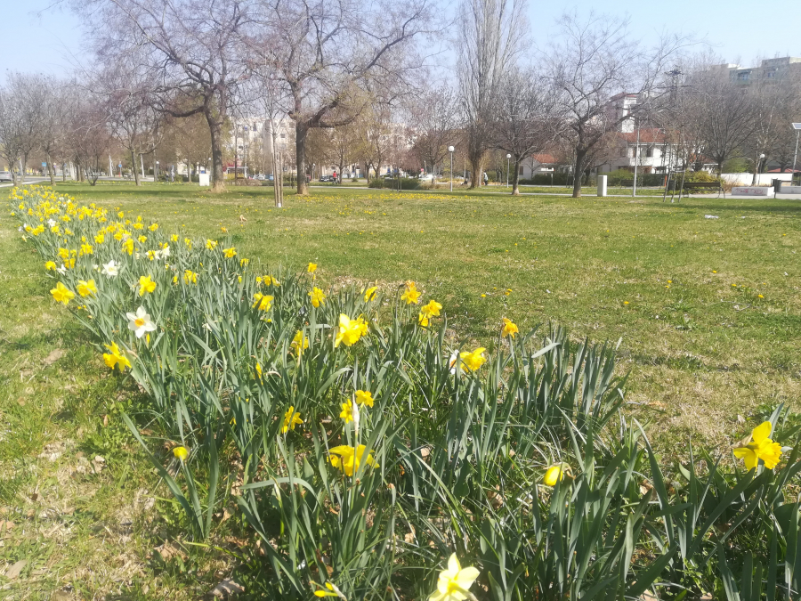 Tudományos alapokon a városi parkgondozás